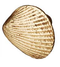 Shell Cabinet Knob, RK International CK-216